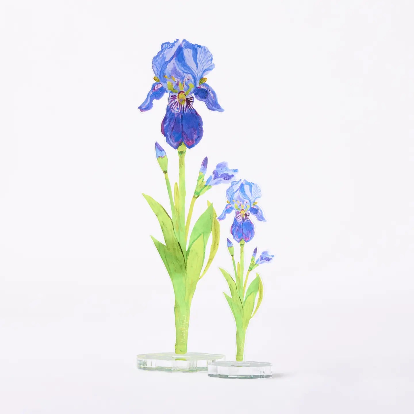 Acrylic Iris Flower
